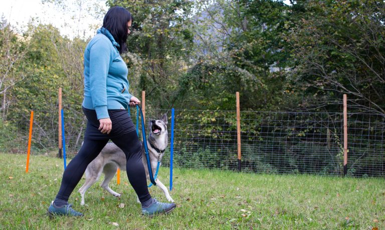 Hund geht fuß