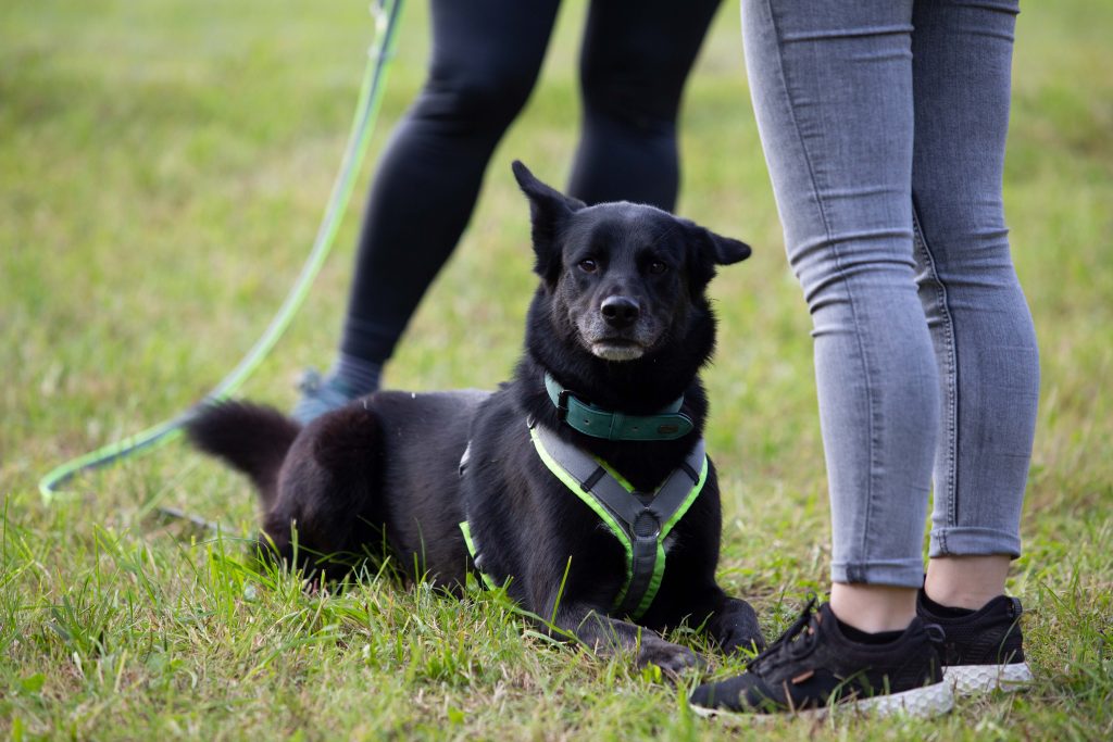 Hund macht platz