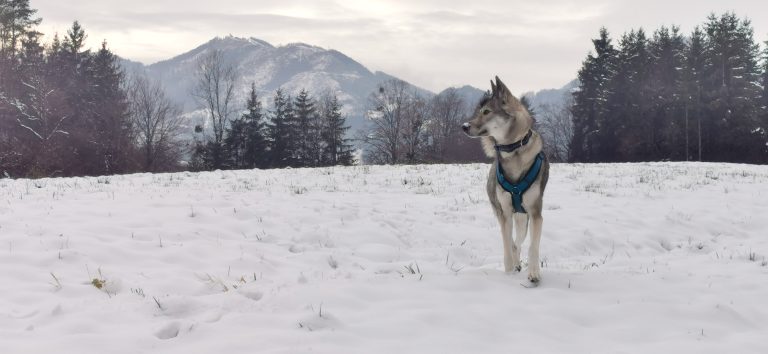 Tamaskan Schnee Winter