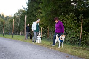 Alltagstraining Hund