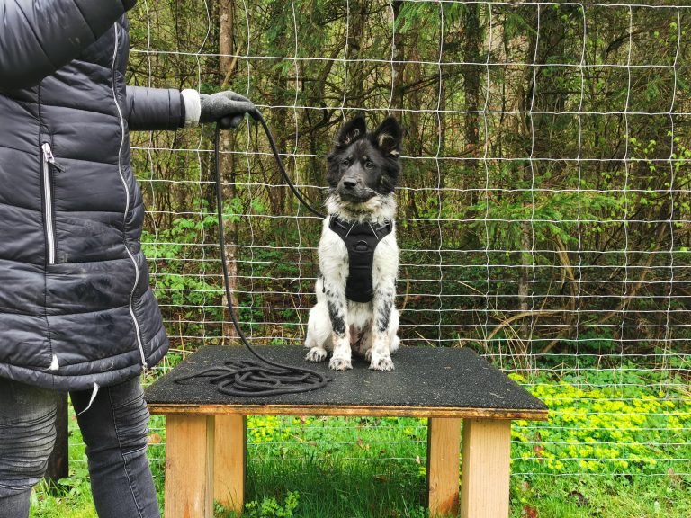 Karelian Bear Dog - Canidae